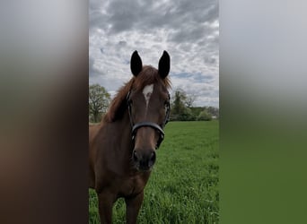 Westfale, Stute, 4 Jahre, 165 cm, Dunkelfuchs