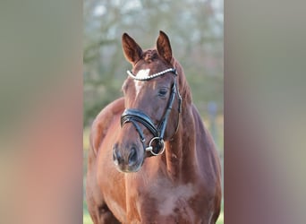 Westfale, Stute, 4 Jahre, 165 cm, Dunkelfuchs