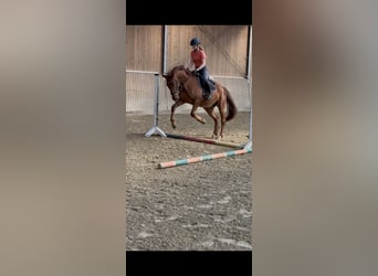 Westfale, Stute, 4 Jahre, 165 cm, Dunkelfuchs