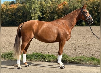 Westfale, Stute, 4 Jahre, 165 cm, Fuchs