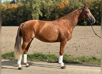 Westfale, Stute, 4 Jahre, 165 cm, Fuchs