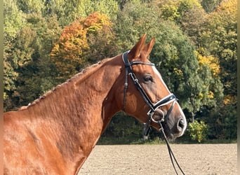 Westfale, Stute, 4 Jahre, 165 cm, Fuchs