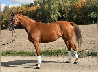 Westfale, Stute, 4 Jahre, 165 cm, Fuchs