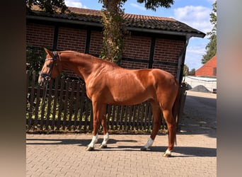 Westfale, Stute, 4 Jahre, 165 cm, Fuchs