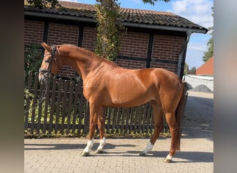 Westfale, Stute, 4 Jahre, 165 cm, Fuchs