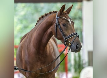 Westfale, Stute, 4 Jahre, 165 cm, Fuchs