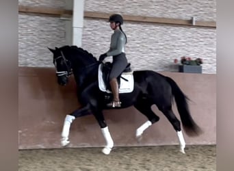 Westfale, Stute, 4 Jahre, 165 cm, Rappe