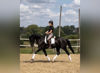 Westfale, Stute, 4 Jahre, 165 cm, Rappe