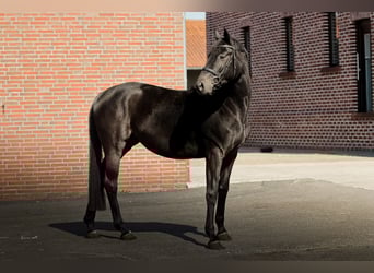 Westfale, Stute, 4 Jahre, 165 cm, Rappe