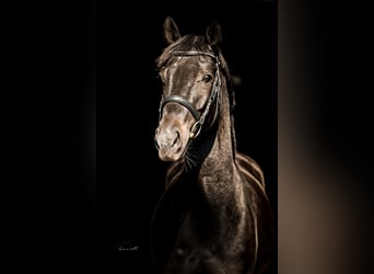 Westfale, Stute, 4 Jahre, 165 cm, Rappe