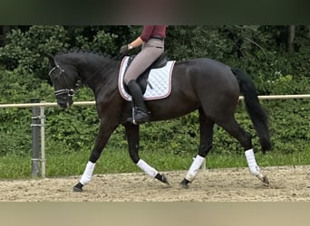 Westfale, Stute, 4 Jahre, 165 cm, Rappe