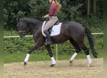 Westfale, Stute, 4 Jahre, 165 cm, Rappe