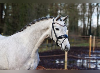 Westfale, Stute, 4 Jahre, 165 cm, Schimmel