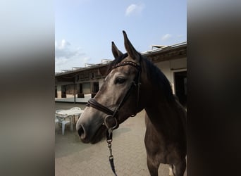 Westfale, Stute, 4 Jahre, 165 cm, Schimmel