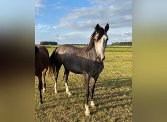 Westfale, Stute, 4 Jahre, 165 cm, Schimmel