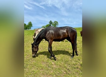 Westfale, Stute, 4 Jahre, 165 cm, Schwarzbrauner