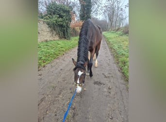 Westfale, Stute, 4 Jahre, 165 cm, Schwarzbrauner