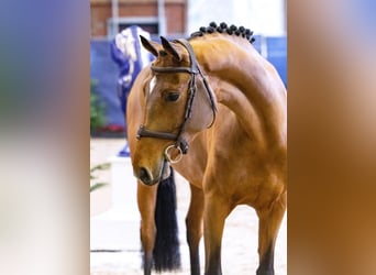 Westfale, Stute, 4 Jahre, 166 cm, Brauner