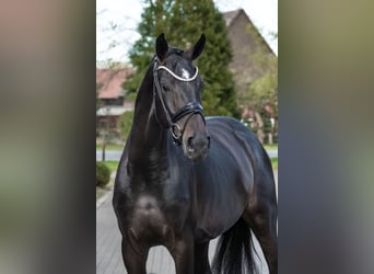 Westfale, Stute, 4 Jahre, 166 cm, Brauner