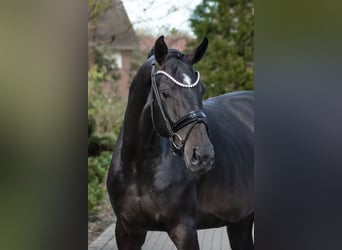 Westfale, Stute, 4 Jahre, 166 cm, Brauner