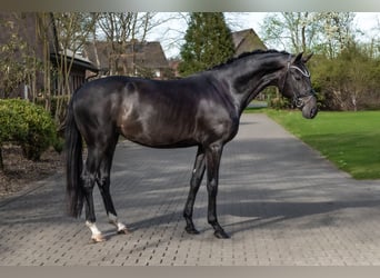 Westfale, Stute, 4 Jahre, 166 cm, Brauner