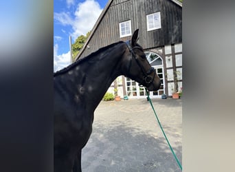 Westfale, Stute, 4 Jahre, 166 cm, Brauner