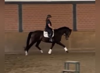 Westfale, Stute, 4 Jahre, 166 cm, Brauner