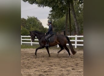 Westfale, Stute, 4 Jahre, 166 cm, Brauner