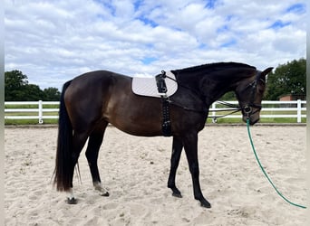 Westfale, Stute, 4 Jahre, 166 cm, Brauner