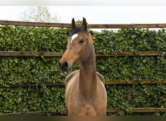 Westfale, Stute, 4 Jahre, 166 cm, Brauner