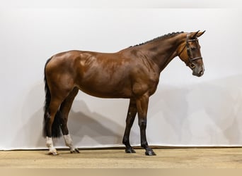 Westfale, Stute, 4 Jahre, 166 cm, Brauner