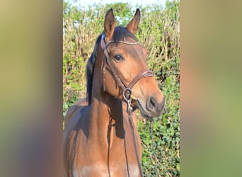 Westfale, Stute, 4 Jahre, 166 cm, Brauner