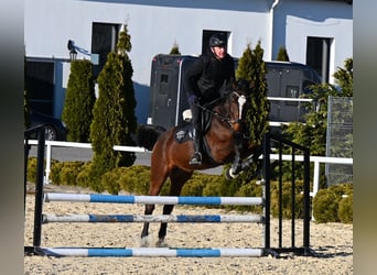 Westfale, Stute, 4 Jahre, 166 cm, Brauner