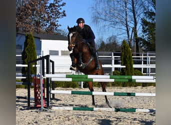 Westfale, Stute, 4 Jahre, 166 cm, Brauner
