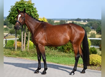 Westfale, Stute, 4 Jahre, 166 cm, Brauner