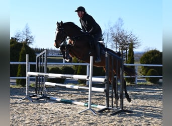 Westfale, Stute, 4 Jahre, 166 cm, Brauner