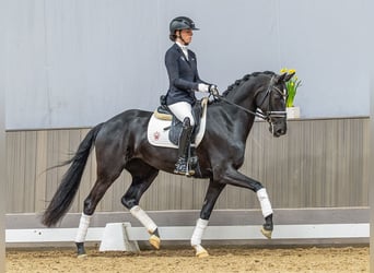 Westfale, Stute, 4 Jahre, 166 cm, Dunkelbrauner