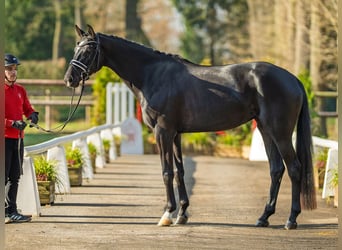 Westfale, Stute, 4 Jahre, 166 cm, Dunkelbrauner