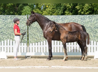 Westfale, Stute, 4 Jahre, 166 cm, Dunkelbrauner Westfale, Stute, 4 Jahre, 166 cm, Dunkelbrauner