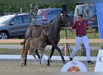 Westfale, Stute, 4 Jahre, 166 cm, Dunkelbrauner Westfale, Stute, 4 Jahre, 166 cm, Dunkelbrauner