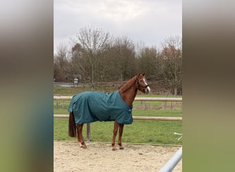 Westfale, Stute, 4 Jahre, 166 cm, Fuchs