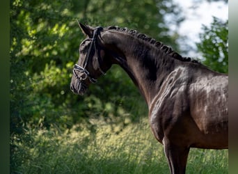 Westfale, Stute, 4 Jahre, 166 cm, Rappe