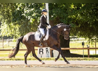 Westfale, Stute, 4 Jahre, 166 cm, Rappe