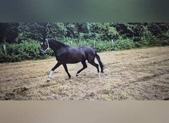 Westfale, Stute, 4 Jahre, 166 cm, Rappe
