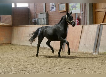 Westfale, Stute, 4 Jahre, 166 cm, Rappe