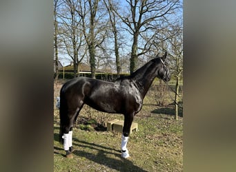 Westfale, Stute, 4 Jahre, 166 cm, Rappe