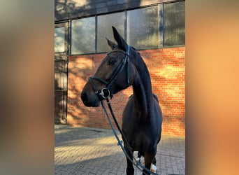 Westfale, Stute, 4 Jahre, 166 cm, Schwarzbrauner