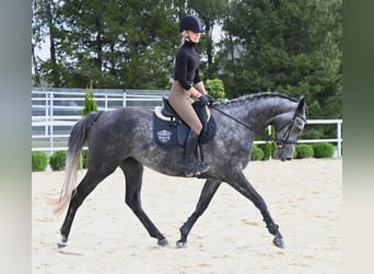 Westfale, Stute, 4 Jahre, 167 cm, Apfelschimmel