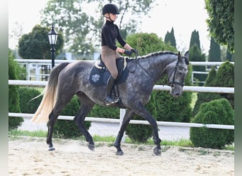 Westfale, Stute, 4 Jahre, 167 cm, Apfelschimmel