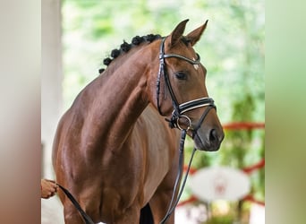 Westfale, Stute, 4 Jahre, 167 cm, Brauner